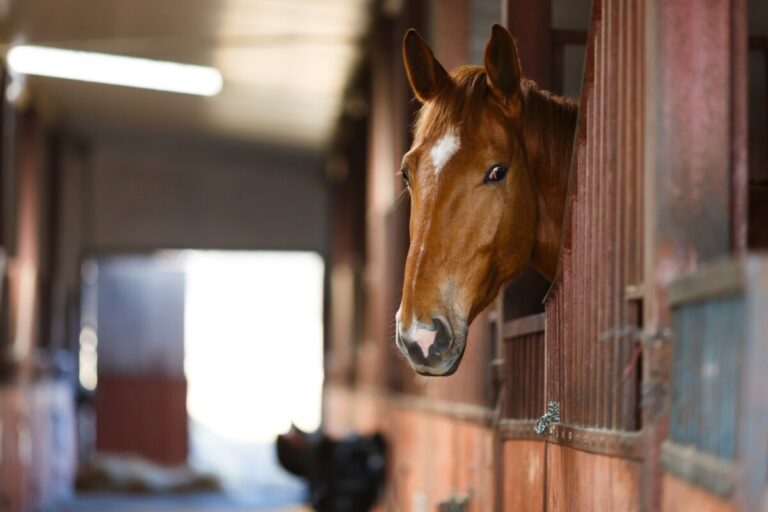 Effektiv metod att förebygga fång hos hästar med EMS