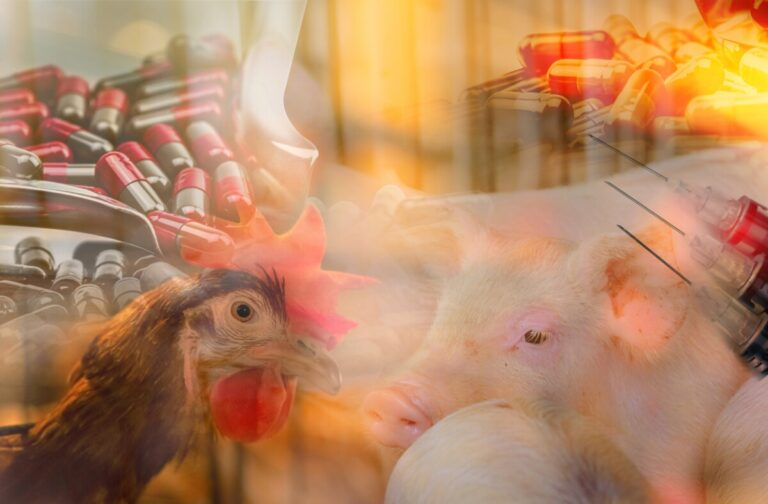 Vissa antimikrobiella substanser får inte längre användas till djur