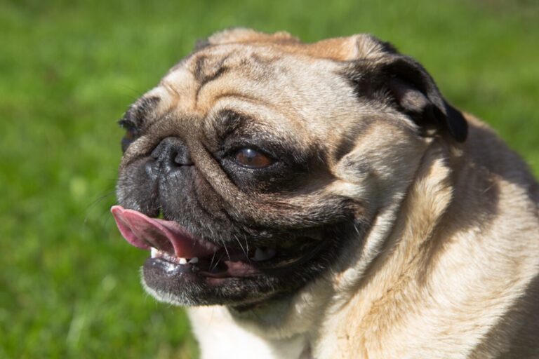 Brittiska veterinärer vädjar till djurägare: ”Köp inte brakycefaliska hundar”