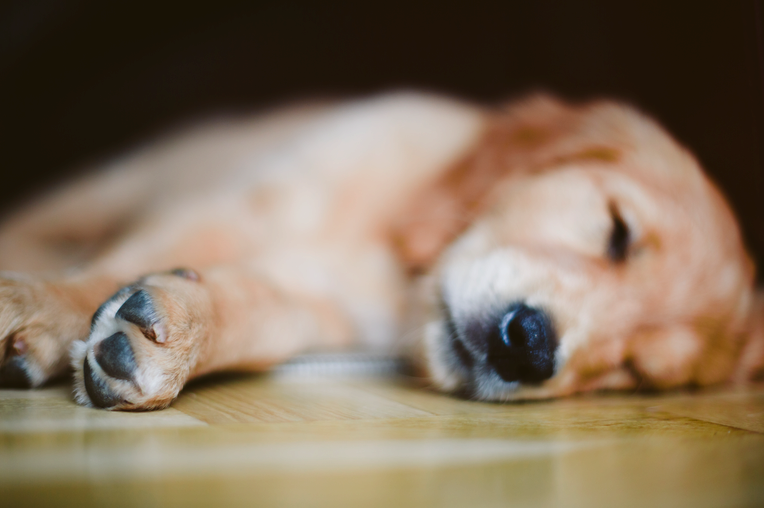Så kan sömnstörningar påverka hunden