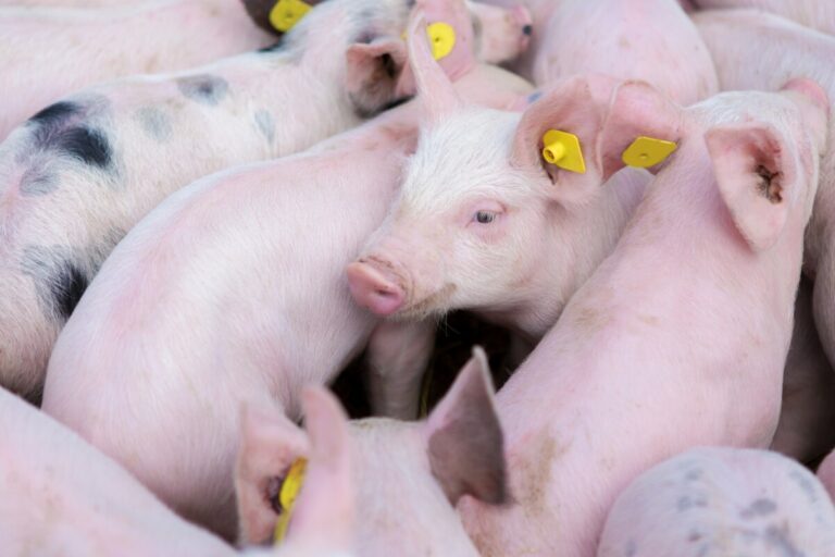 Intervacc får finansiering för att utveckla prototypvaccin till gris