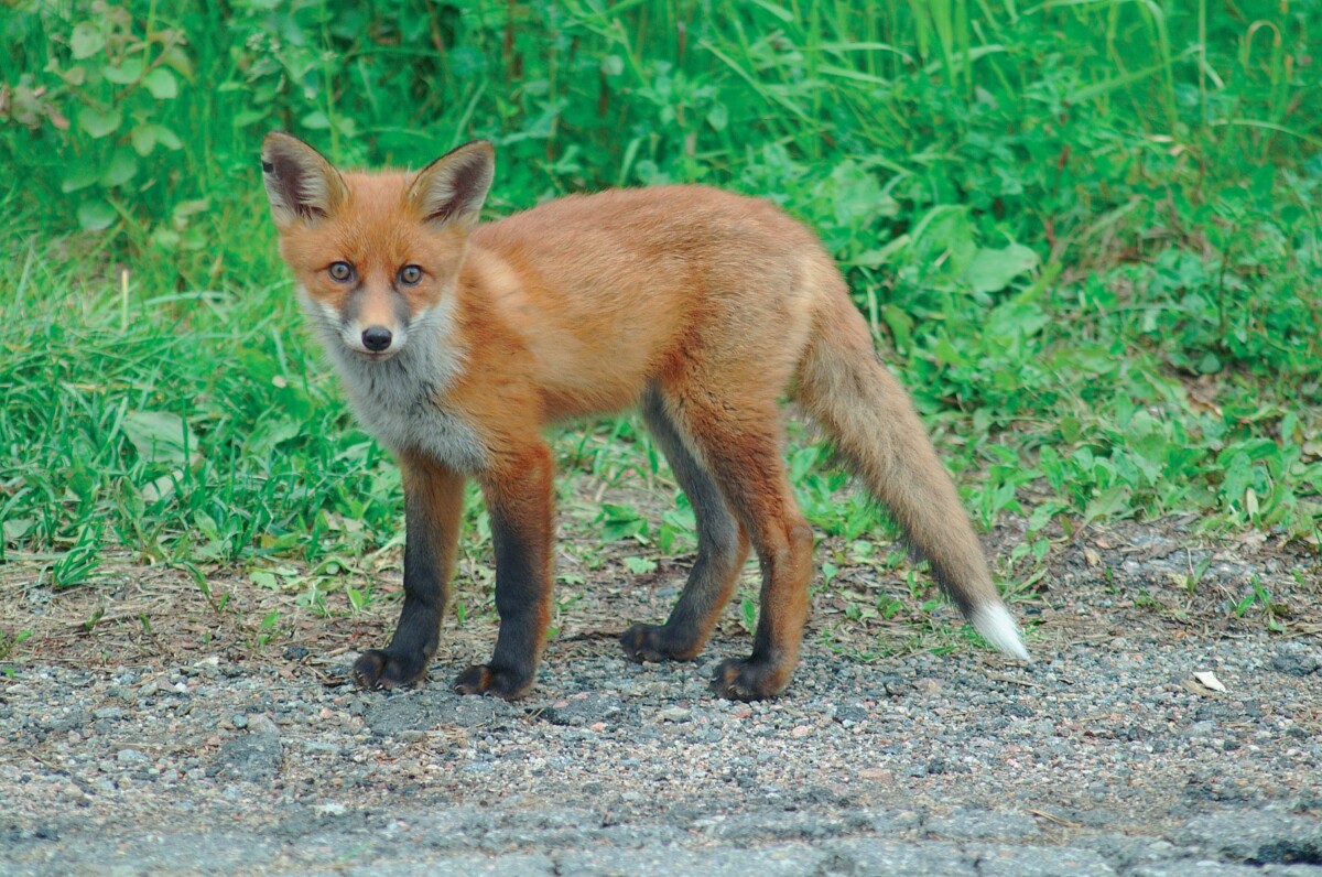 Fjärde svenska räven med fågelinfluensa - VeterinärMagazinet