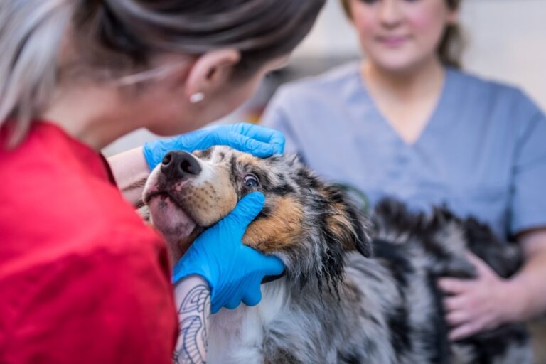 Distriktsveterinärerna lägger ut hela prislistan på webben