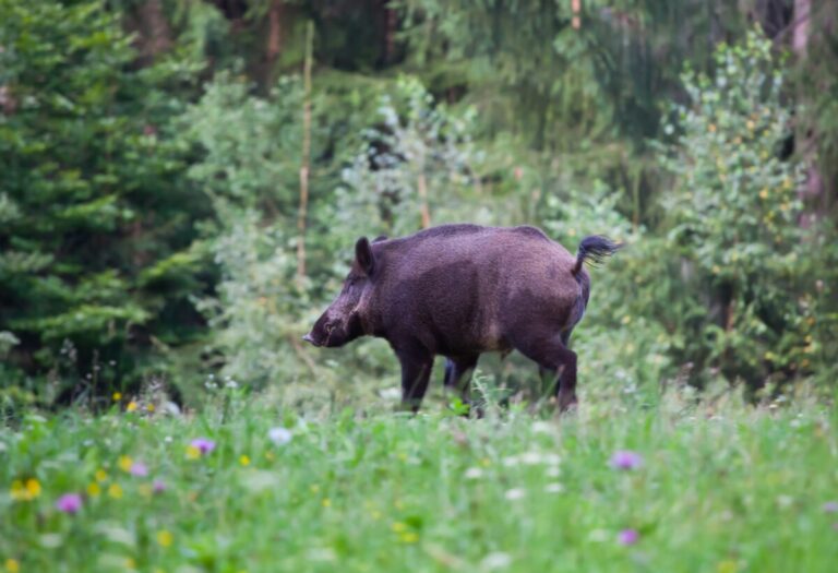 Jordbruksverket inför kontroller i den smittade zonen