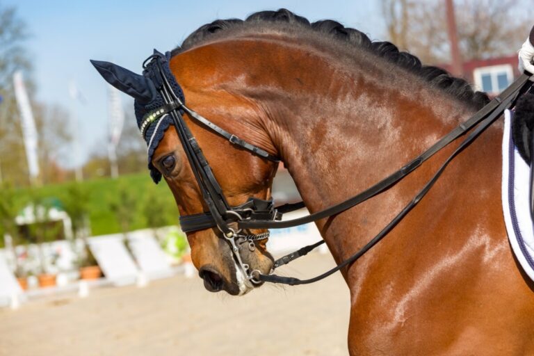 Öppet brev till huvudsponsorn om att förbättra hästvälfärden