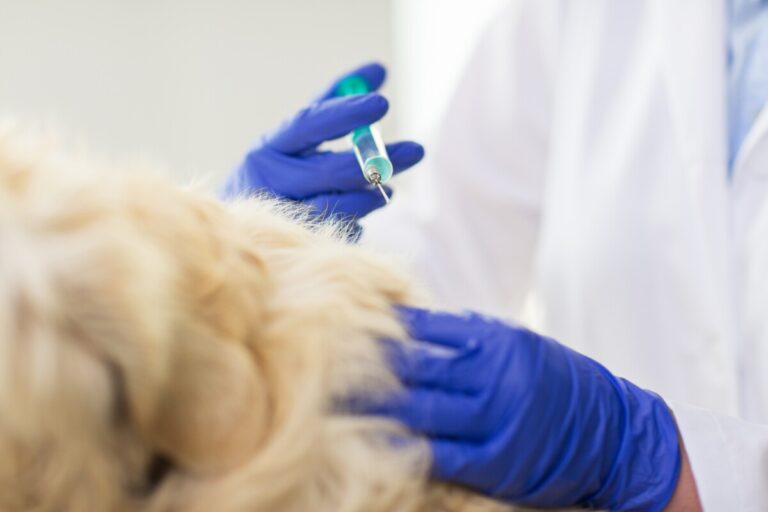 EU-kommissionen godkänner Bravecto för injektion till hund