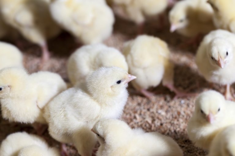 Djurens Rätt: Sluta döda tuppkycklingar