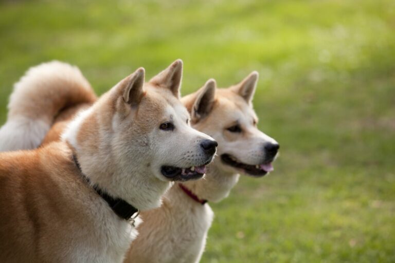 Koppling mellan blodmarkörer och hundars spermakvalitet
