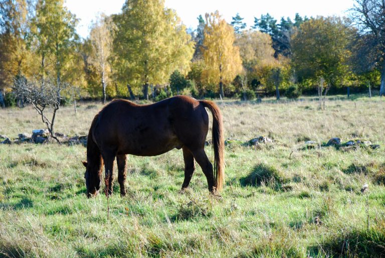 Brittiska hästveterinärer kämpar mot resistenta parasiter