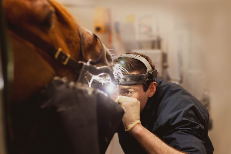 Hälften av alla veterinärer känner sig ouppskattade av djurägare