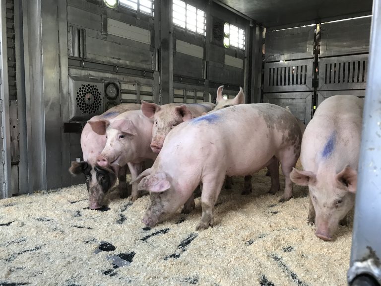 Kort utbildning av transportörer ger stor förbättring för grisar