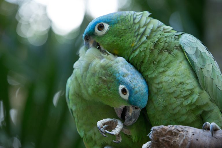 Tama papegojor gillar att live-chatta med varandra på surfplatta