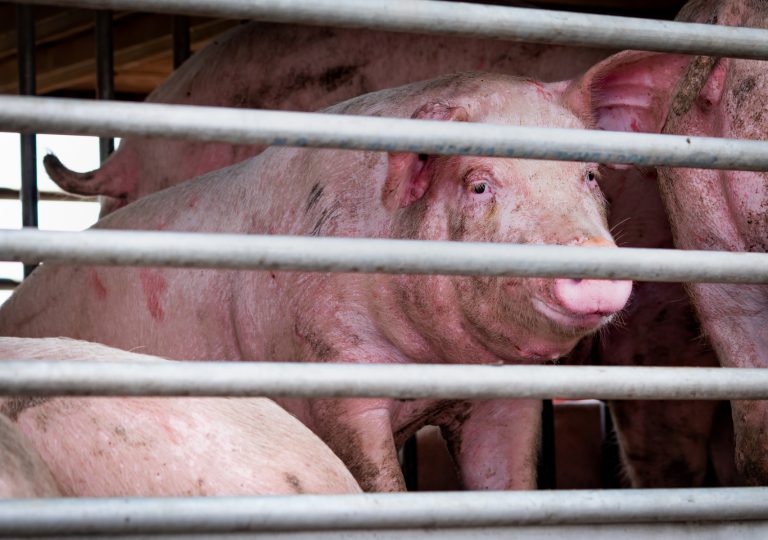 Djurtransporter till slakt blir allt längre, trots lagstiftning
