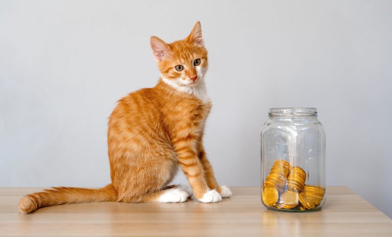 Unga tvekar inför djurägande – ekonomin sätter hinder