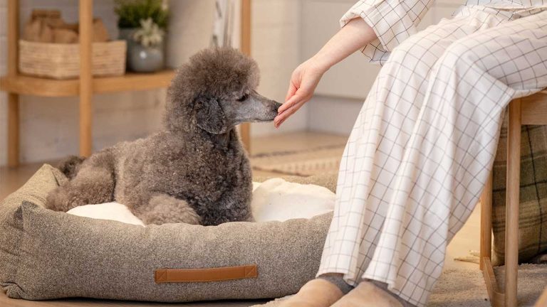 Så mår husdjuren i Sveriges storstäder