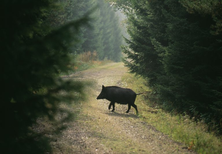 MSB: Afrikansk svinpest bekämpades effektivt – men slog hårt mot samhället