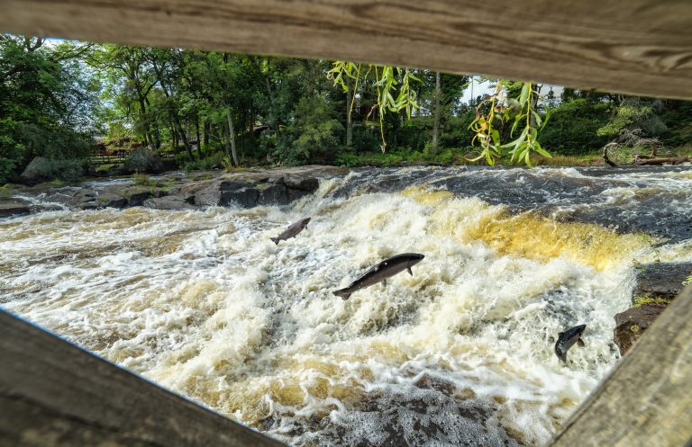 Fler fiskrapporter stärker SVA:s övervakning av vattendrag