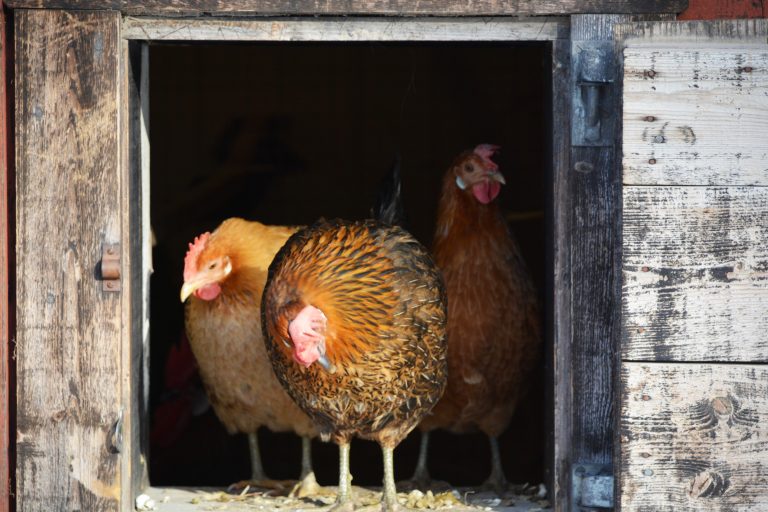 Ny EU-kampanj ska stoppa fågelinfluensa – lanserar #NoBirdFlu-verktyg
