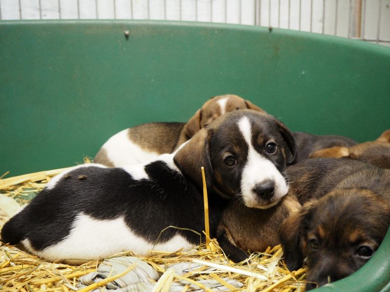 Samarbetet skärps för att stoppa hundsmuggling – veterinärer inblandade