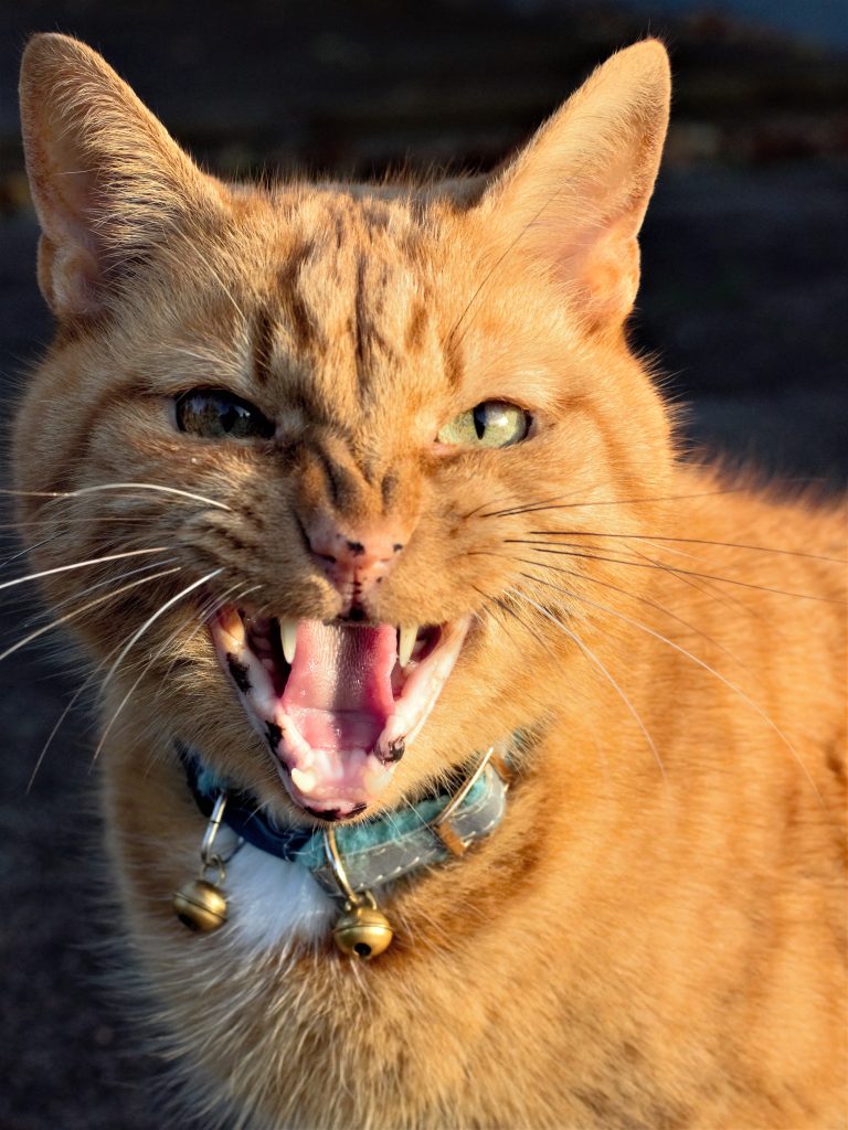 Varför gör katten så? Vanliga frågor om kattbeteenden