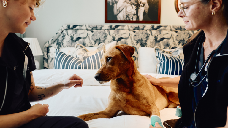 Hotellkedja lanserar veterinärservice för hundar