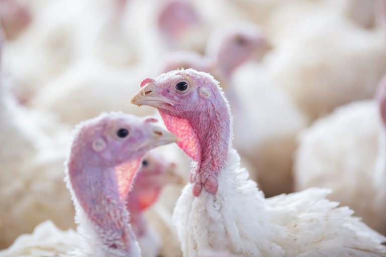 Fågelinfluensa på kalkonanläggning i Skåne