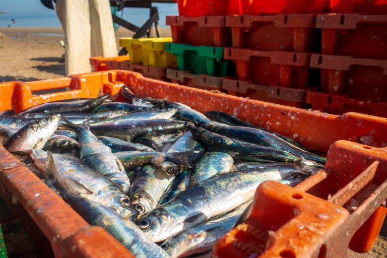 Sverige säger nej till EU:s fiskekvoter – vill skydda strömmingen i Östersjön