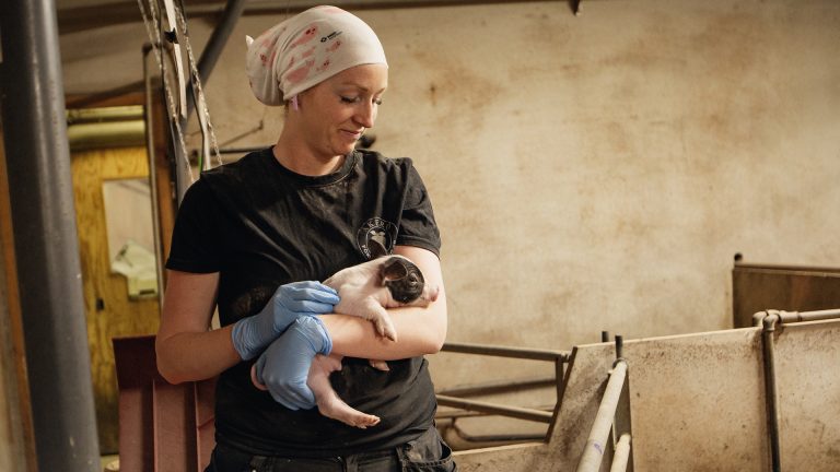 SVA-forskare hittar nya sätt att skydda smågrisar mot diarré