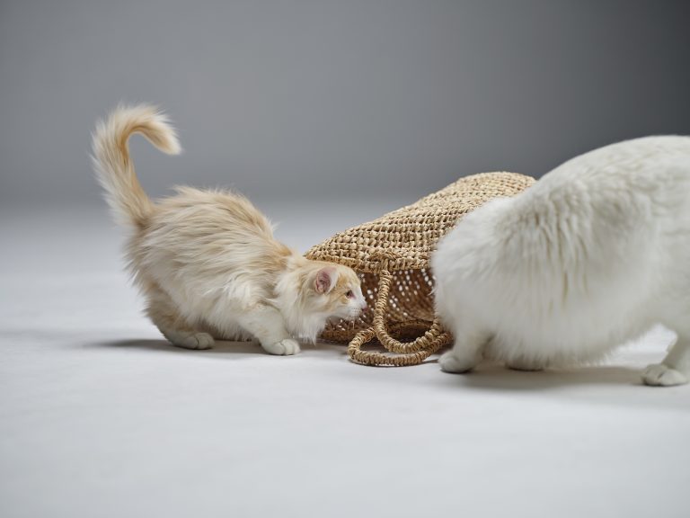 Kattens myter under lupp: Veterinär varnar för felaktiga föreställningar