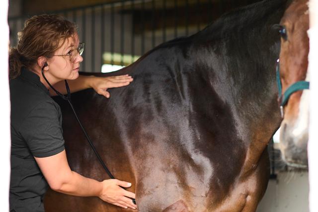 Fem sätt att minska risken för hästinfluensa