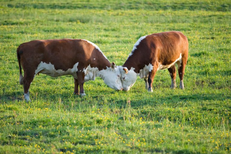 Djurskyddet Sverige tar över ansvar för Ekesbofonden – stärker forskningen om lantbruksdjurens välfärd