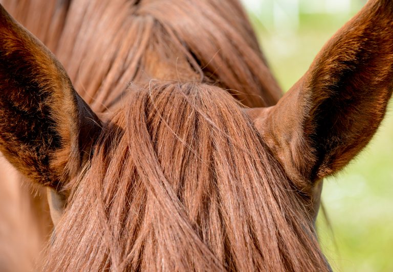 Öroninflammation hos häst ovanligt – men kräver snabb bedömning