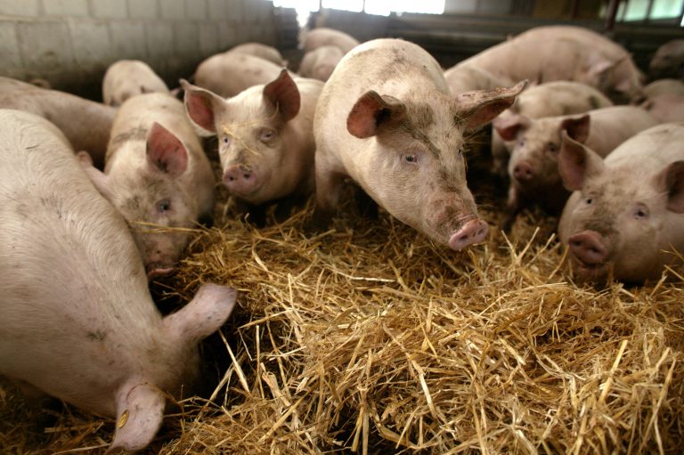 Nya regler ska stärka smittskyddet i svensk grisproduktion