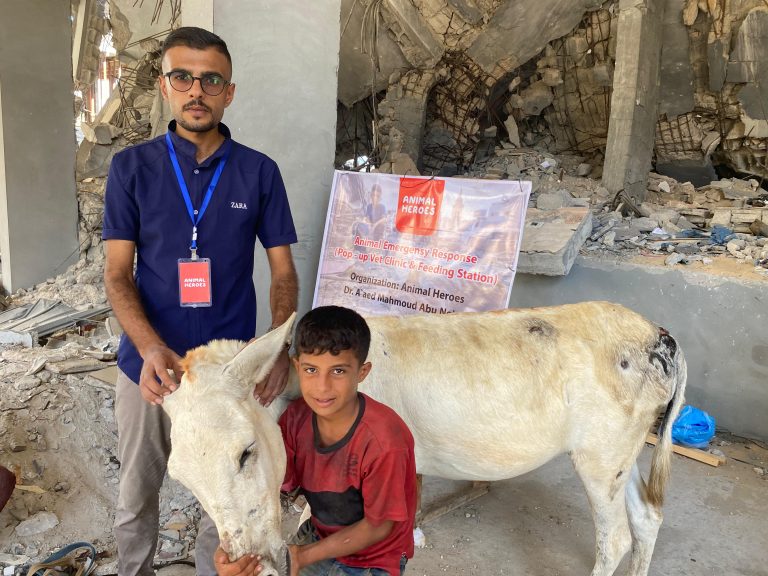 Mobil veterinärinsats räddar djur i krigets Gaza
