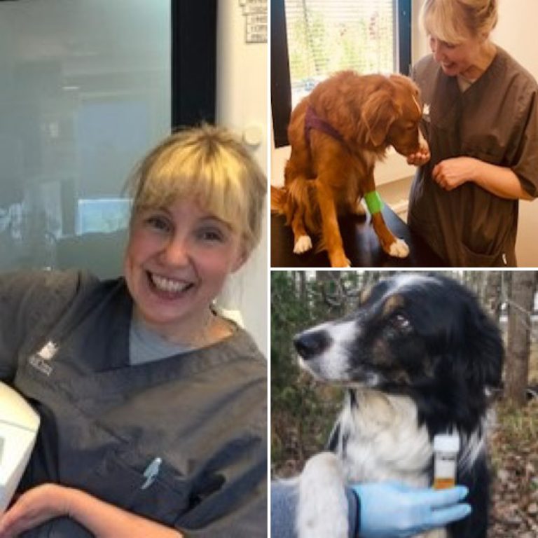 Ny avhandling från SLU visar tidiga markörer för njurskada