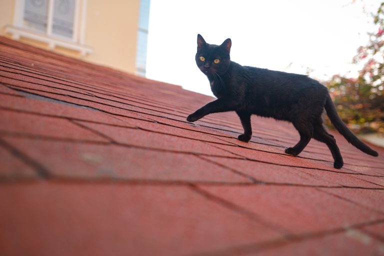 Studie: Hemlösa katter drabbas när katthem fyller myndighetsluckor