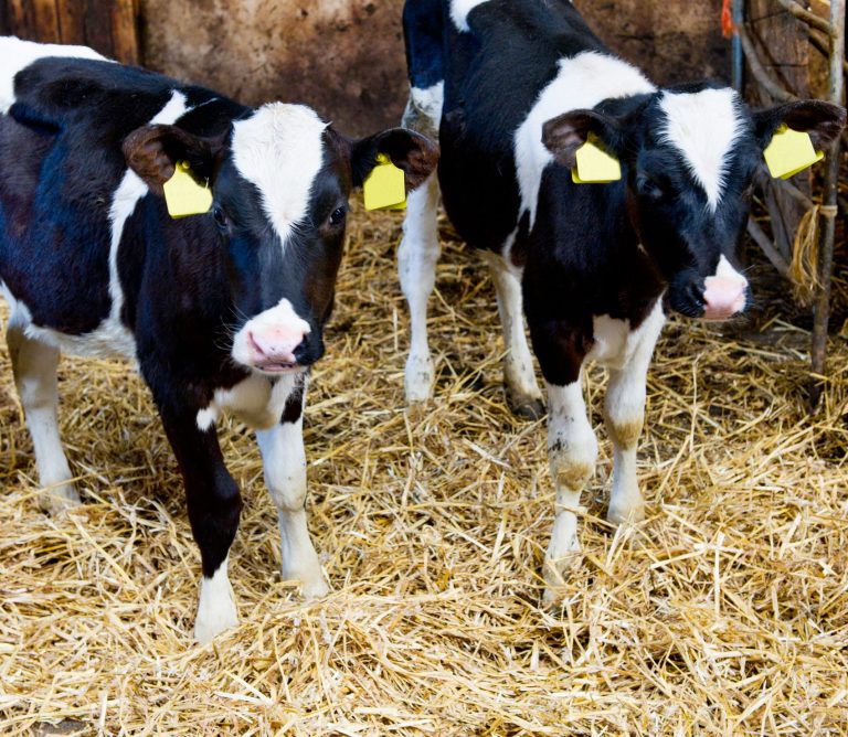 Första blåtungefallen 2025 – aborterade kalvar i Värmland