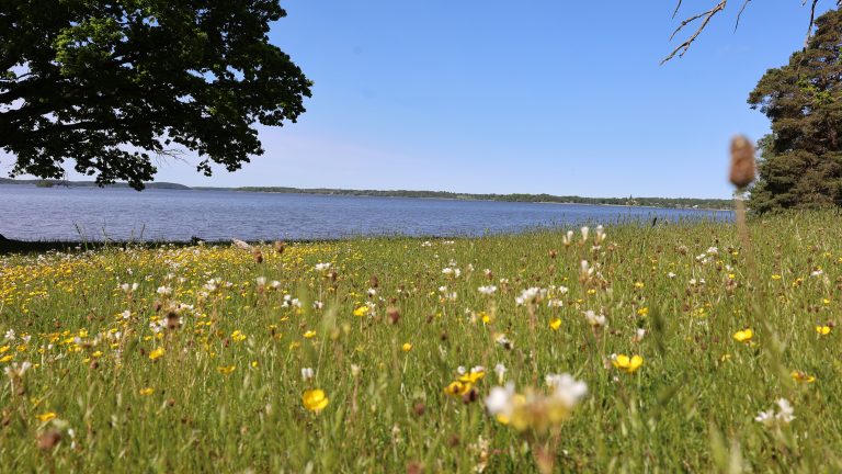 Nedbrytningsprodukter av antibiotika kan sprida resistens i vattenmiljöer