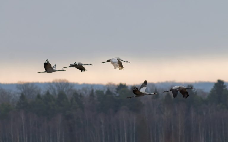 Kraftig ökning av misstänkta fall av fågelinfluensa hos vilda fåglar