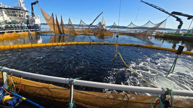 Rekordsatsning på SLU ska stärka fiskvälfärden global