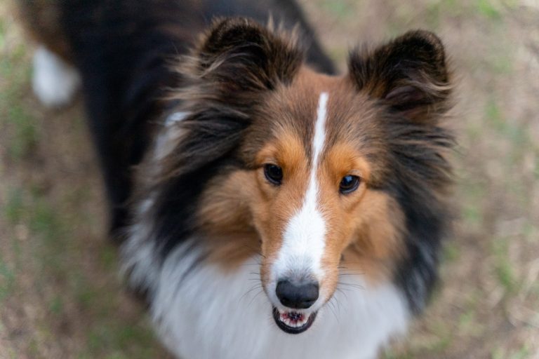 Studie: Mentalitet hos hundraser kan förändras genom medveten avel