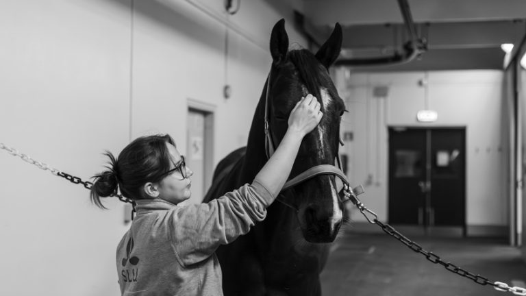 SLU: Ny forskning ska ge snabbare och säkrare vård vid hornhinneskador hos djur