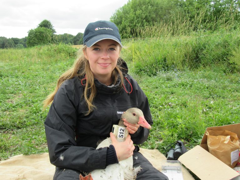 Forskning visar: svenska grågäss flyttar kortare än förr