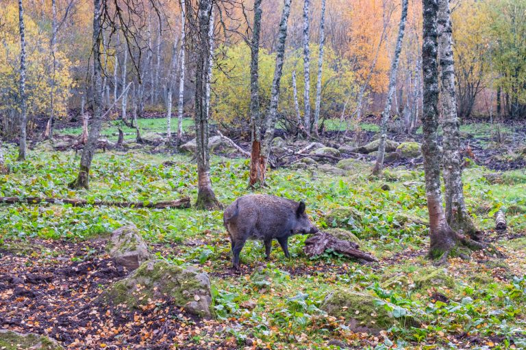 ASF-status på gårdar och slakterier stärker svensk grisberedskap