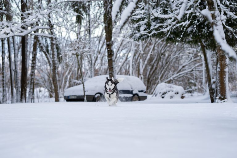 Köld, vägsalt och glykol – Agria varnar för vinterrisker för hundar