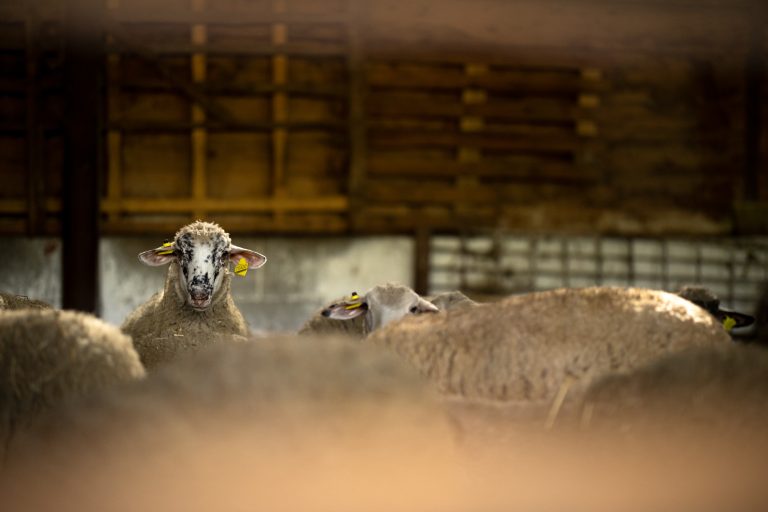 Nytt projekt ska följa utvecklingen inom svensk får- och lammnäring