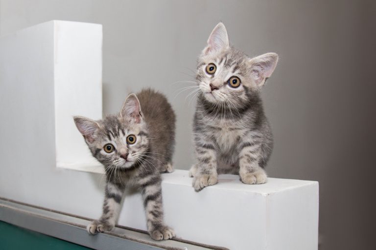 Kattregistret växer – varannan nyregistrerad katt är född under 2025