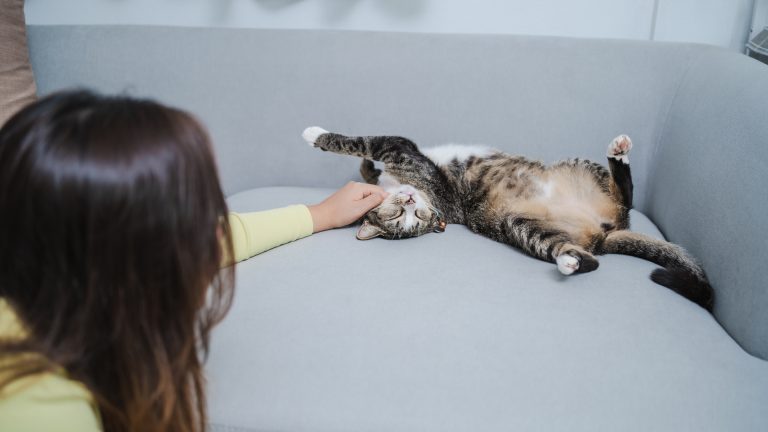 Partnerskap ska ge fler djurägare tillgång till Svelands försäkringar