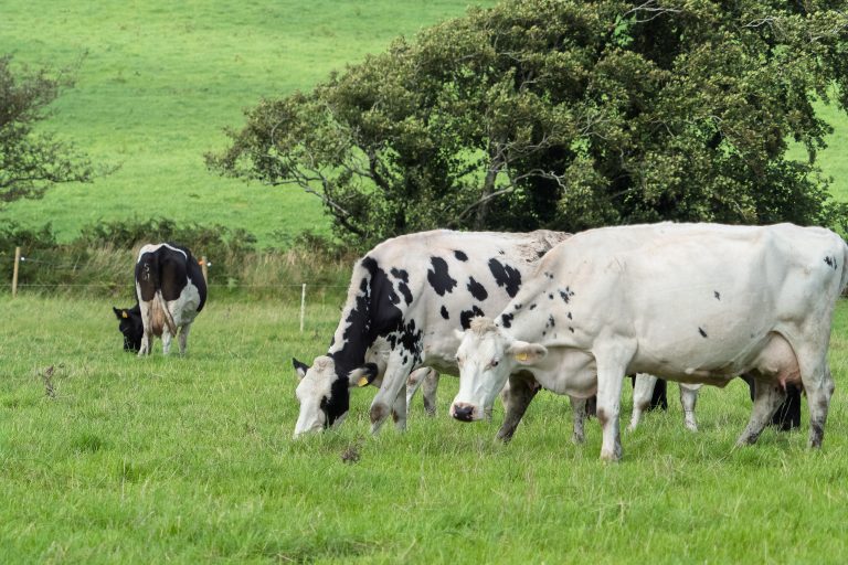 Regeringen vill ändra CAP-planen – öppnar för separata djurvälfärdsersättningar för mjölkkor