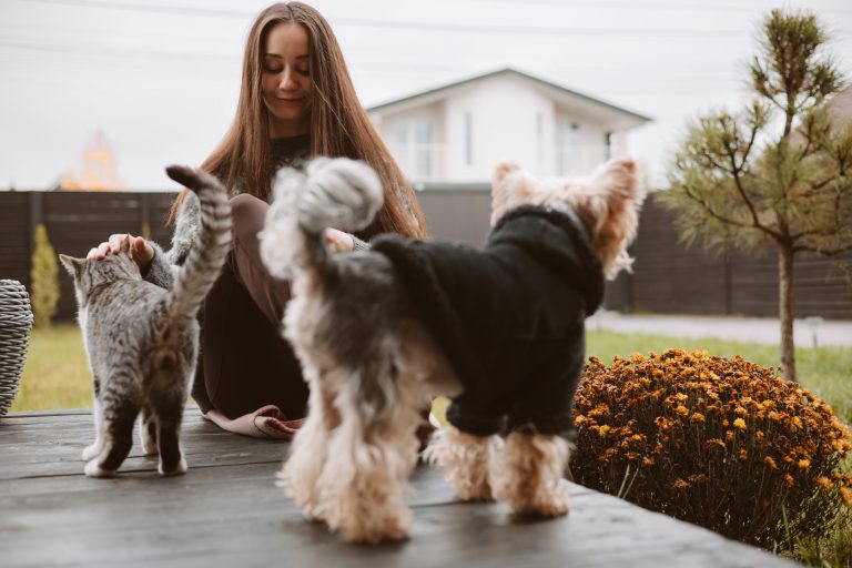 Storsatsning på sällskapsdjursforskning: sex nya projekt får finansiering